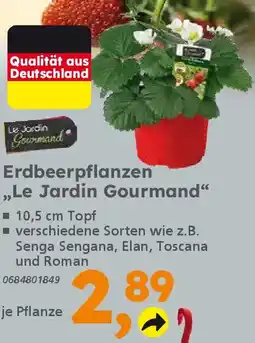Globus Baumarkt Erdbeerpflanzen ,,Le Jardin Gourmand" Angebot
