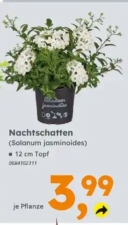 Globus Baumarkt Nachtschatten (Solanum jasminoides) Angebot