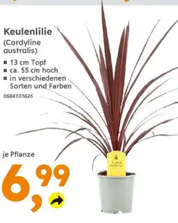 Globus Baumarkt Keulenlilie (Cordyline australis) Angebot