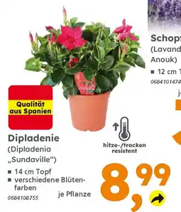 Globus Baumarkt Dipladenie (Dipladenia ,,Sundaville") Angebot