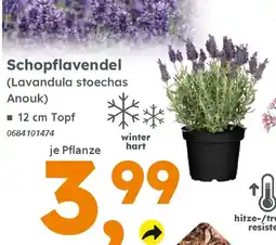 Globus Baumarkt Schopflavendel (Lavandula stoechas Anouk) Angebot