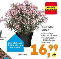 Globus Baumarkt Oleander Busch Angebot