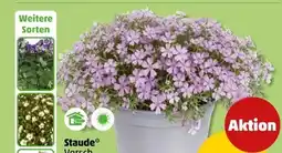 PENNY Stauden Angebot