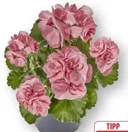 Edeka Geranien Angebot