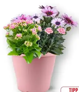 Edeka Beet- und Balkonpflanze Angebot