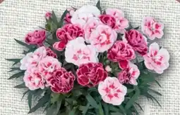 nahkauf Rewe Beste Wahl Nelke Duo Angebot