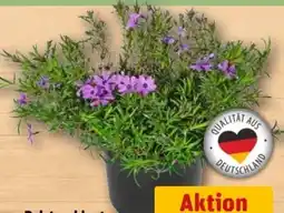REWE Center Polsterphlox Angebot