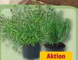 REWE Center Freilandkräuter Angebot