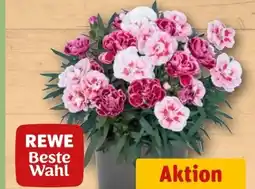 REWE Center Rewe Beste Wahl Nelke Duo Angebot