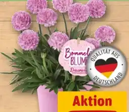 REWE Center Bommelblume Angebot