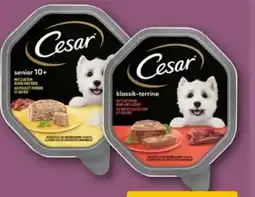 REWE Center Cesar Hundenahrung Angebot