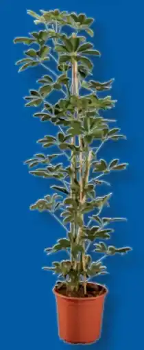 Lidl Großegrünpflanze Angebot