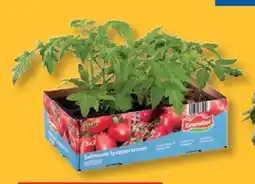 Lidl Tomatenpflanzen Angebot