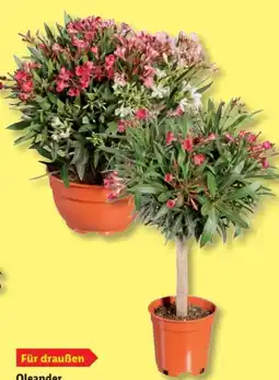 Lidl Oleander Angebot