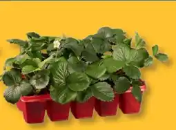 Lidl Erdbeerpflanzen Angebot