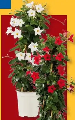 Lidl Dipladenia-Pyramide Angebot