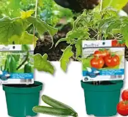 BayWa Bau & Garten Plantiflor Veredeltes Vitalgemüse Angebot