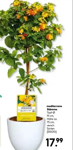 BayWa Bau & Garten Mediterrane Stämme Angebot