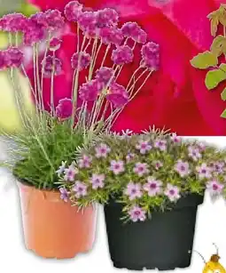 BayWa Bau & Garten Studio 100 Staude Biene Maja Angebot