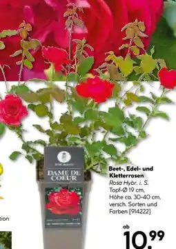 BayWa Bau & Garten Plantiflor Edelrose Angebot