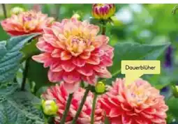 BayWa Bau & Garten Dahlie Angebot