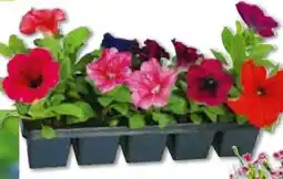BayWa Bau & Garten Plantiflor Beet- Balkonpflanzen Sommerblumen Angebot