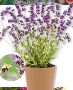 BayWa Bau & Garten Plantiflor Lavendel Munstead Angebot