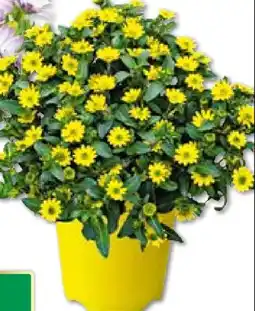 BayWa Bau & Garten Plantiflor Husarenknöpfchen Angebot