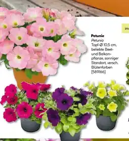 BayWa Bau & Garten Petunien Angebot