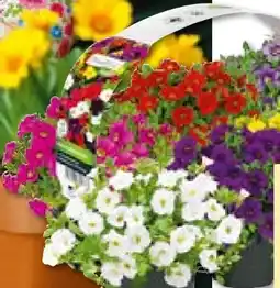 BayWa Bau & Garten Zauberglöckchen Angebot