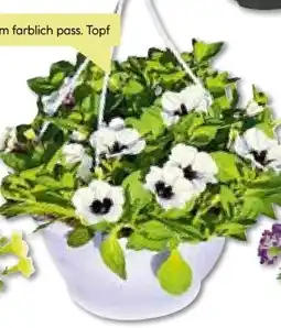 BayWa Bau & Garten Ampelpflanzen Angebot