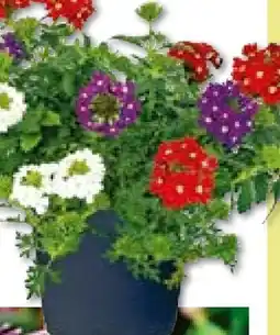 BayWa Bau & Garten Eisenkraut-Trio Angebot