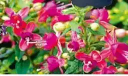 BayWa Bau & Garten Fuchsien Angebot