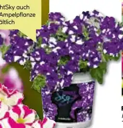 BayWa Bau & Garten Petunien Sondersorten Angebot