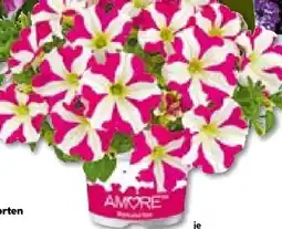 BayWa Bau & Garten Plantiflor Petunien Amore-Sondersorten Angebot