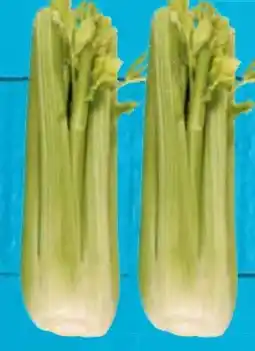 E-Center Staudensellerie Angebot