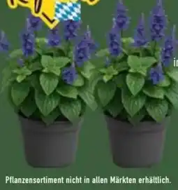 E-Center Ziersalbei Angebot