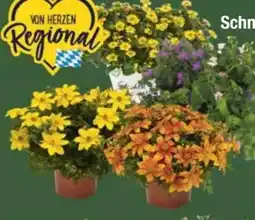 E-Center Bidens Angebot