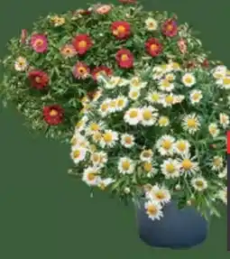 E-Center Margeriten Busch Angebot