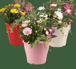 E-Center Bepflanzte Terrassentöpfe Angebot