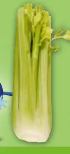 Edeka Staudensellerie Angebot