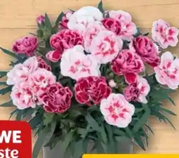 REWE Rewe Beste Wahl Nelke Duo Angebot