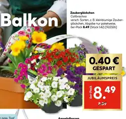 Hellweg Zauberglöckchen calibrachoa Angebot