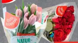 Edeka Gut & Günstig Moosrosen Angebot