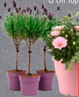 Edeka Schopflavendel-Stämmchen Angebot