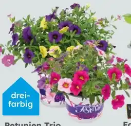 Globus Baumarkt Petunien Trio Angebot