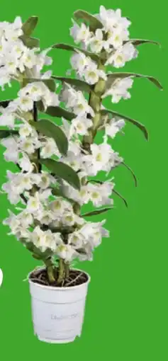 Globus Baumarkt Traubenorchidee Angebot