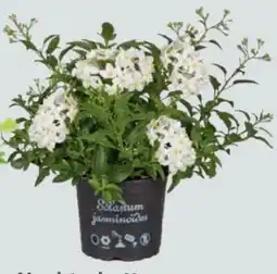 Globus Baumarkt Nachtschatten Angebot