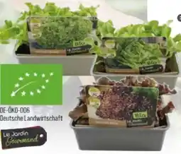 Globus Baumarkt Bio Salat- Gemüsepflanzen Le Jardin Gourmand Angebot