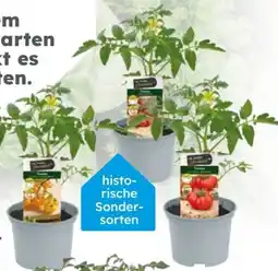 Globus Baumarkt Tomatenpflanzen Le Jardin Gourmand Angebot